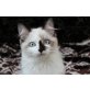 Ragdoll - Katze
