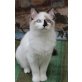 Ragdoll - Katze