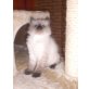 Ragdoll - Katze