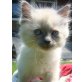 Ragdoll - Katze