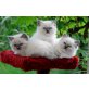 Ragdoll - Katze