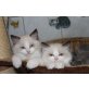 Ragdoll - Katze