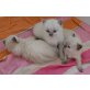 Ragdoll - Katze