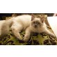 Ragdoll - Katze