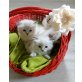 Ragdoll - Katze
