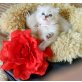 Ragdoll - Katze