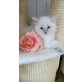 Ragdoll - Katze