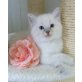 Ragdoll - Katze