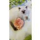 Ragdoll - Katze