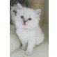 Ragdoll - Katze
