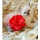 Ragdoll - Katze