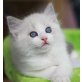 Ragdoll - Katze