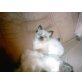 Ragdoll - Katze