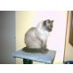 Ragdoll - Katze