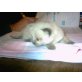 Ragdoll - Katze
