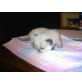 Ragdoll - Katze