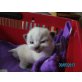 Ragdoll - Katze