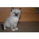 Ragdoll - Katze