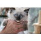 Ragdoll - Katze