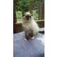 Ragdoll - Katze