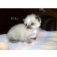 Ragdoll - Katze