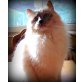Ragdoll - Katze