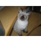 Ragdoll - Katze
