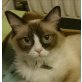 Ragdoll - Katze