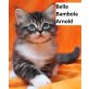 Ragdoll - Katze