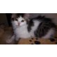 Ragdoll - Katze