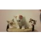 Ragdoll - Katze