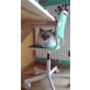 Ragdoll - Katze