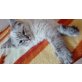 Ragdoll - Katze