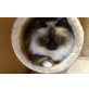 Ragdoll - Katze