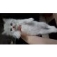 Ragdoll - Katze
