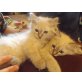 Ragdoll - Katze
