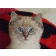 Ragdoll - Katze