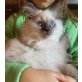 Ragdoll - Katze