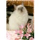 Ragdoll - Katze