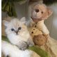 Ragdoll - Katze