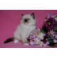 Ragdoll - Katze