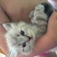 Ragdoll - Katze