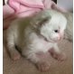 Ragdoll - Katze