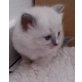 Ragdoll - Katze