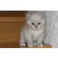 Ragdoll - Katze