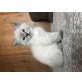 Ragdoll - Katze