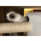 Ragdoll - Katze