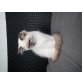 Ragdoll - Katze
