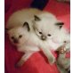 Ragdoll - Katze