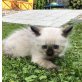 Ragdoll - Katze